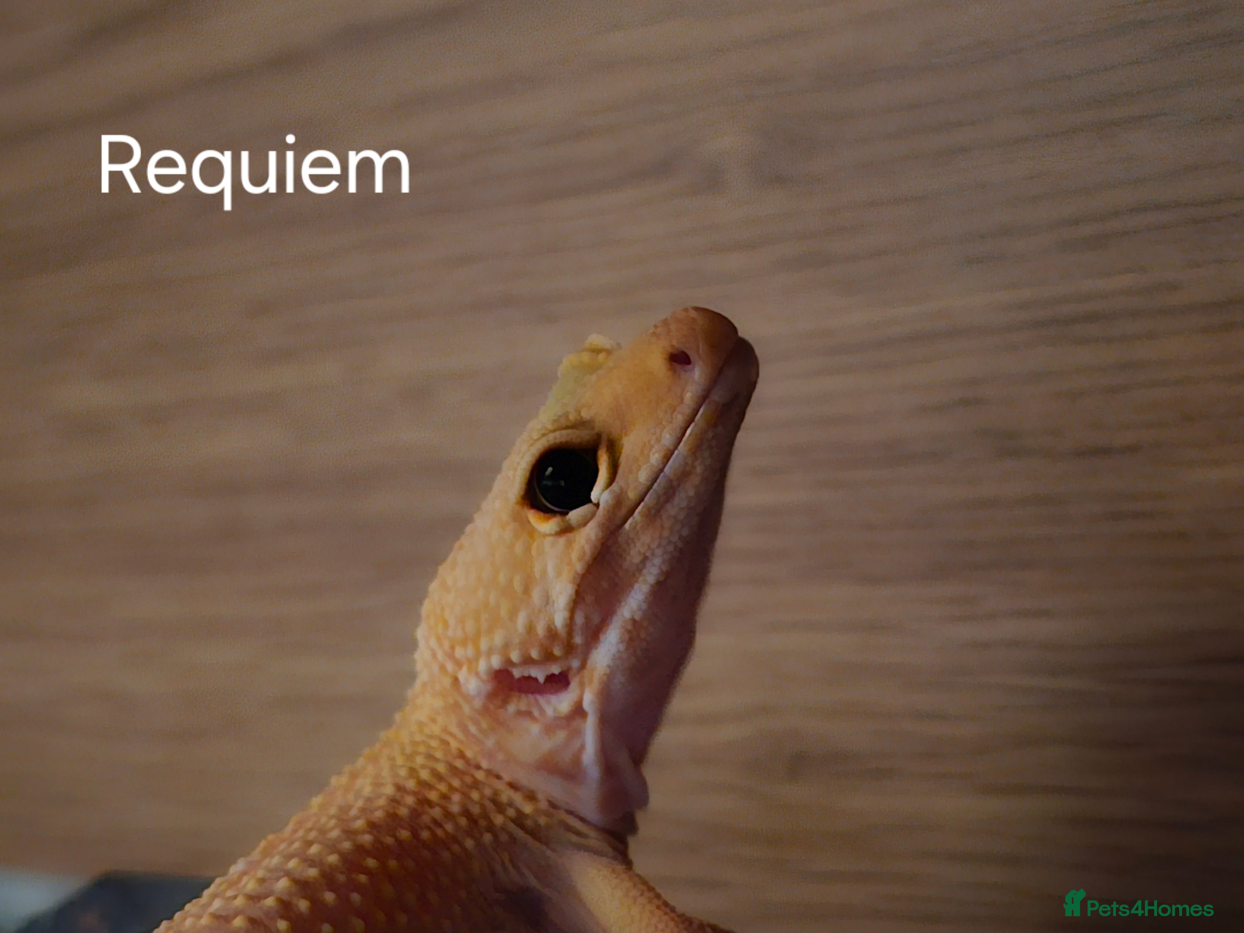 Mixed Breed reptiles Reptiles for rehoming - Advert 2