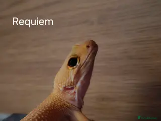 Mixed Breed reptiles Reptiles for rehoming - Advert 2