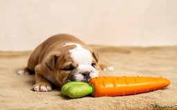 English Bulldog dogs for sale: Beautiful British Bulldog’s  - Image 12