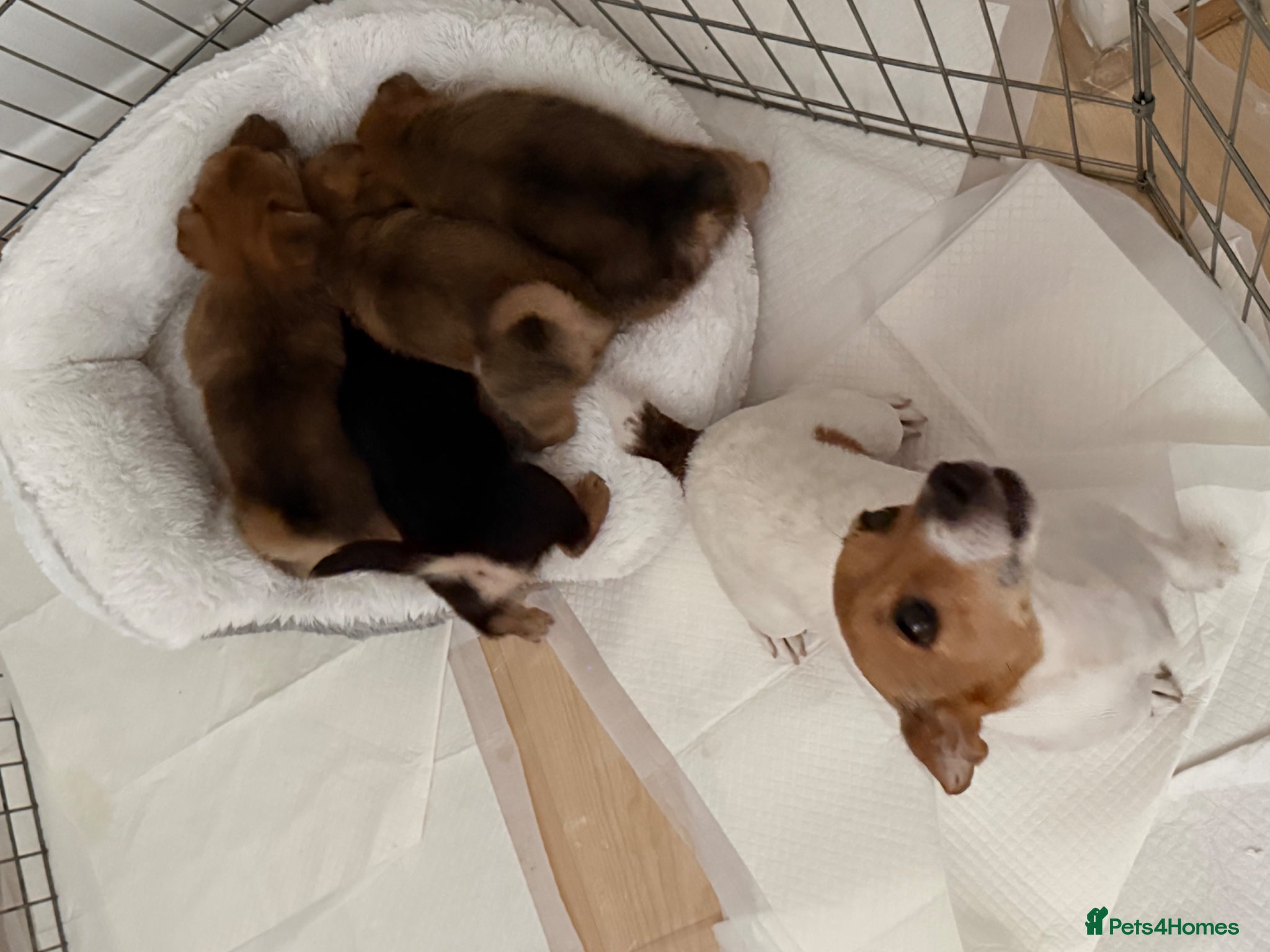 Mixed Breed dogs German Spitz X Jack Russell  - Advert 2