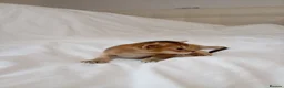 Mixed Breed cats for sale: Abyssinian X from outcross programme - Advert 17