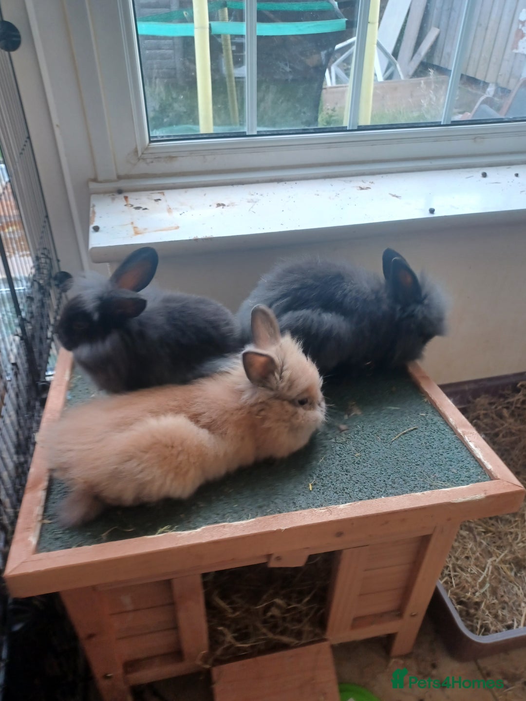 Mini Lion Lop rabbits for sale: Mini lop X mini lion head  - Image 17