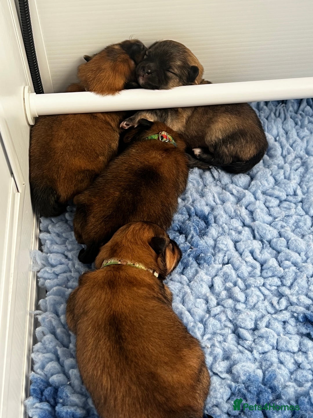 Pomeranian dogs for sale: Gorgeous Pomeranian Puppies, 2 Boys and Two Girls - Image 2