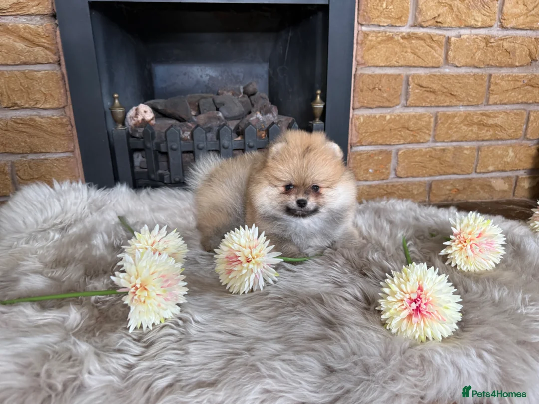 Pomeranian dogs for sale: ✨ Exclusive Teddy Bear Face Pomeranian Puppies ✨ - Advert 2