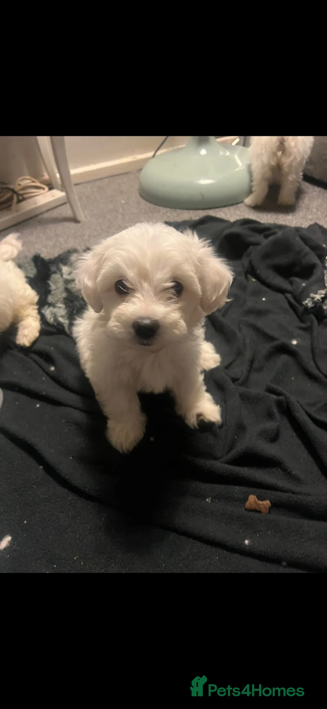 Mixed Breed dogs for sale: Dogs.   - Advert 6