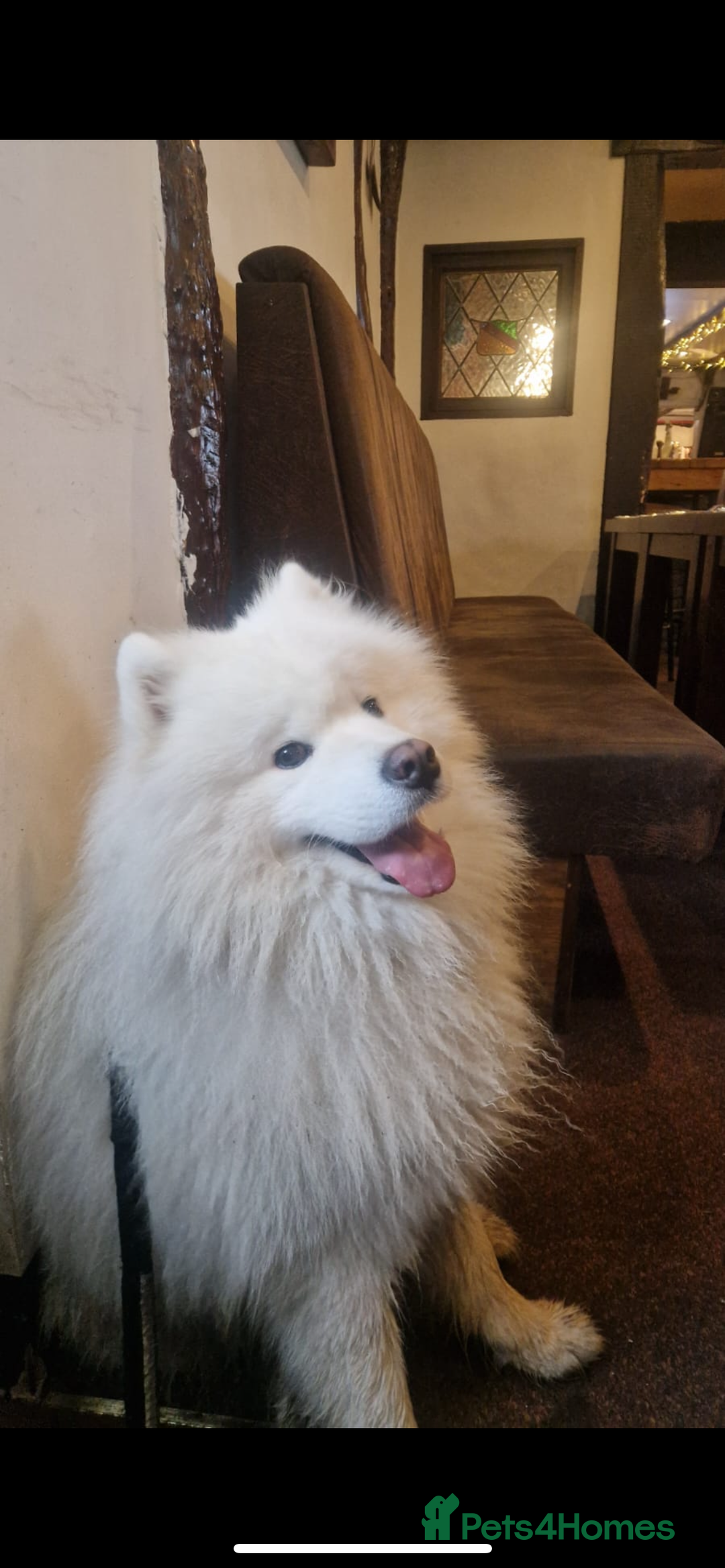 Samoyed dogs for sale: 4 Beautiful Pure Samoyeds ❤️ - Advert 10