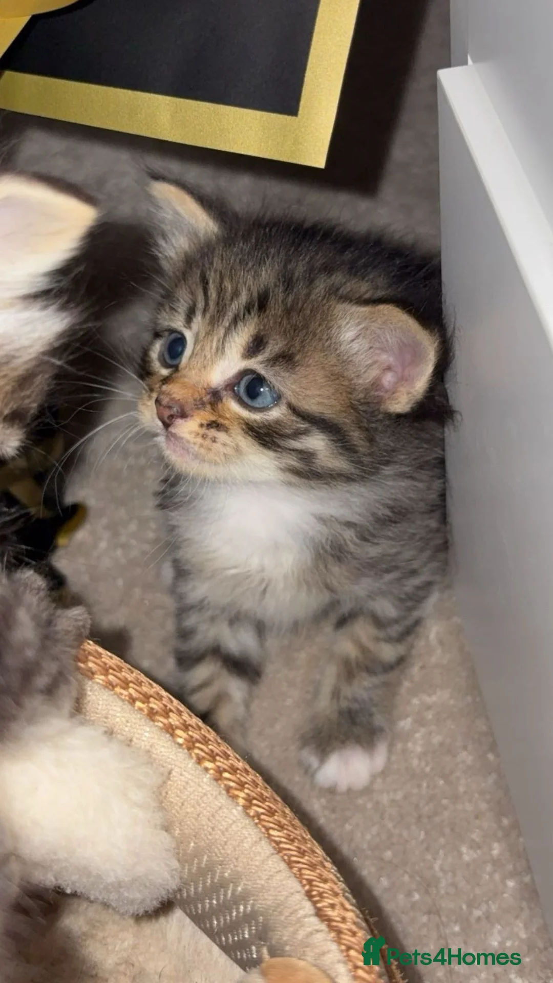 Mixed Breed cats for sale: Mixed Breed selection of kittens in Stratford-upon-Avon - Advert 8