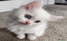 Ragdoll cats for sale: Beautiful Ragdoll Kittens  - Image 7
