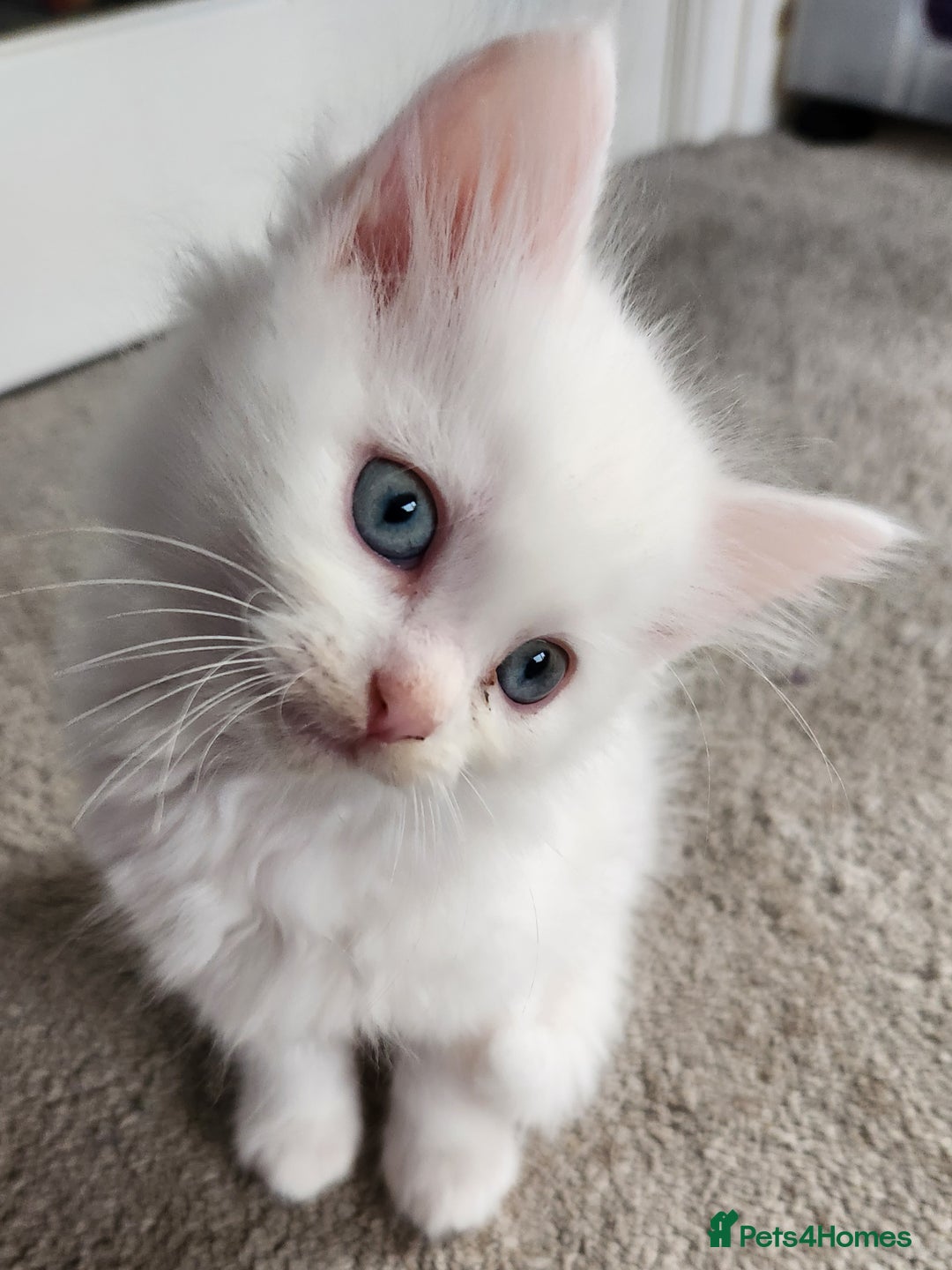 Ragdoll cats for sale: Beautiful Ragdoll Kittens  - Image 7