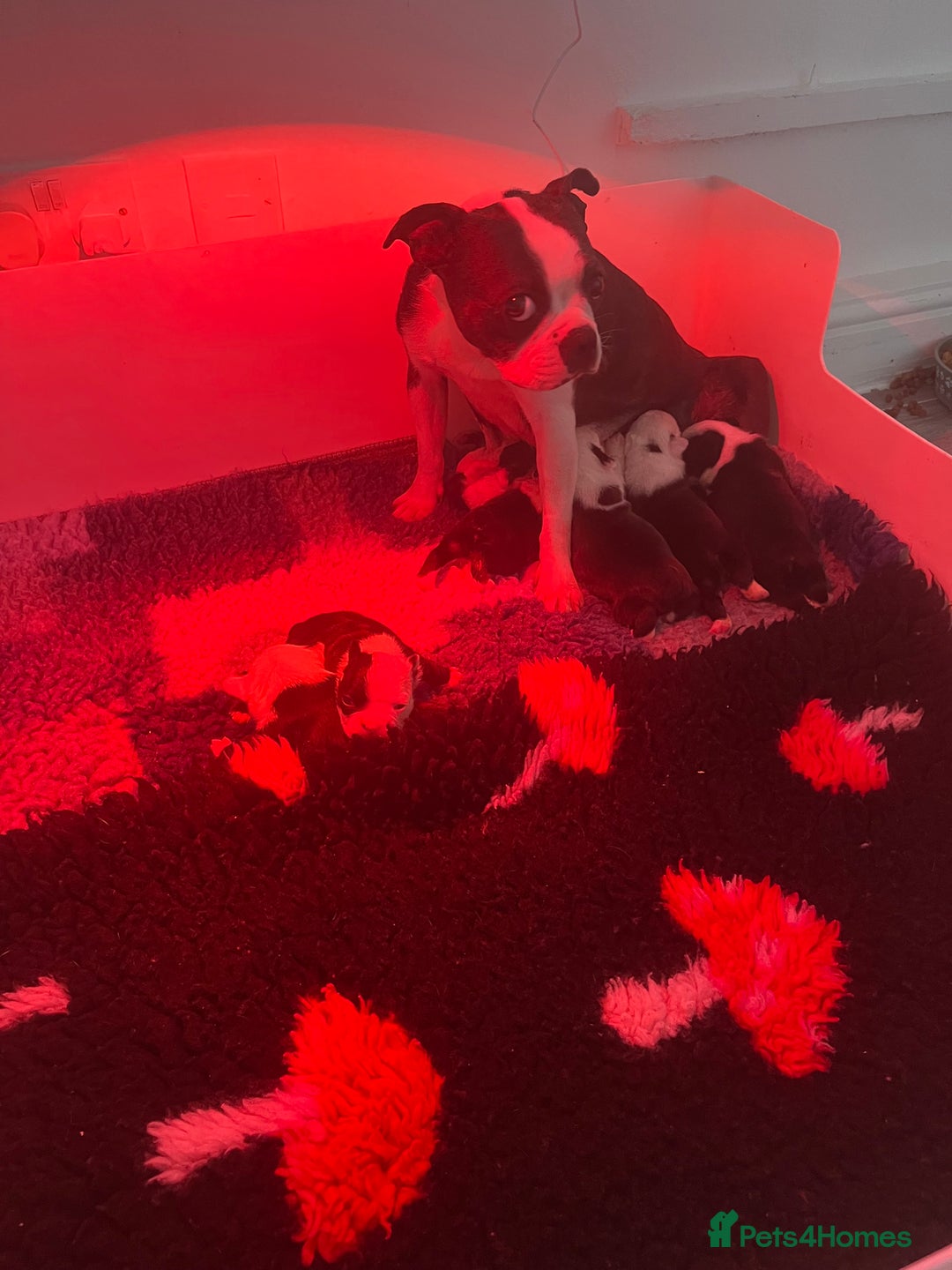 Boston Terrier dogs for sale: Kc registered litter of Bostons  in Goole - Image 11