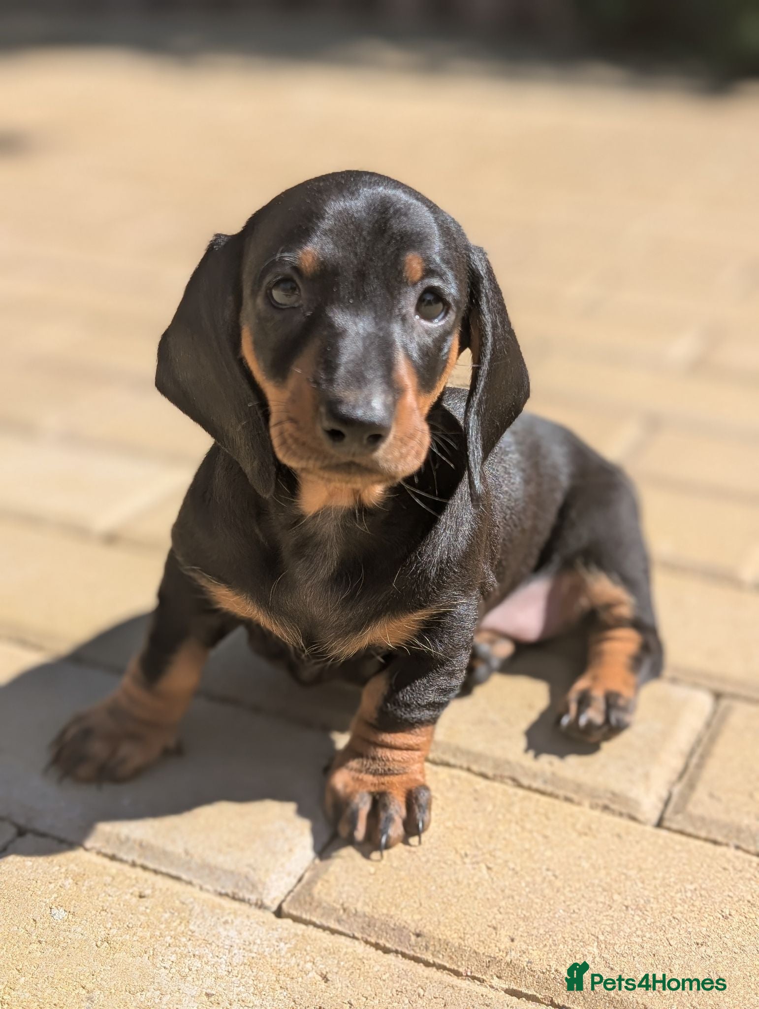 Dachshund dogs Champion Line Standard Dachshund  - Advert 2