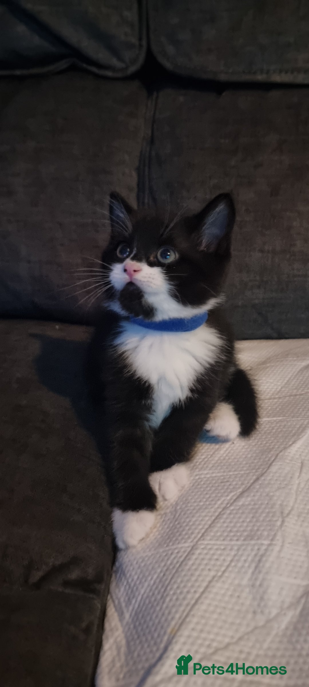 Mixed Breed cats for sale: Two kittens looking for forever homes - Image 7