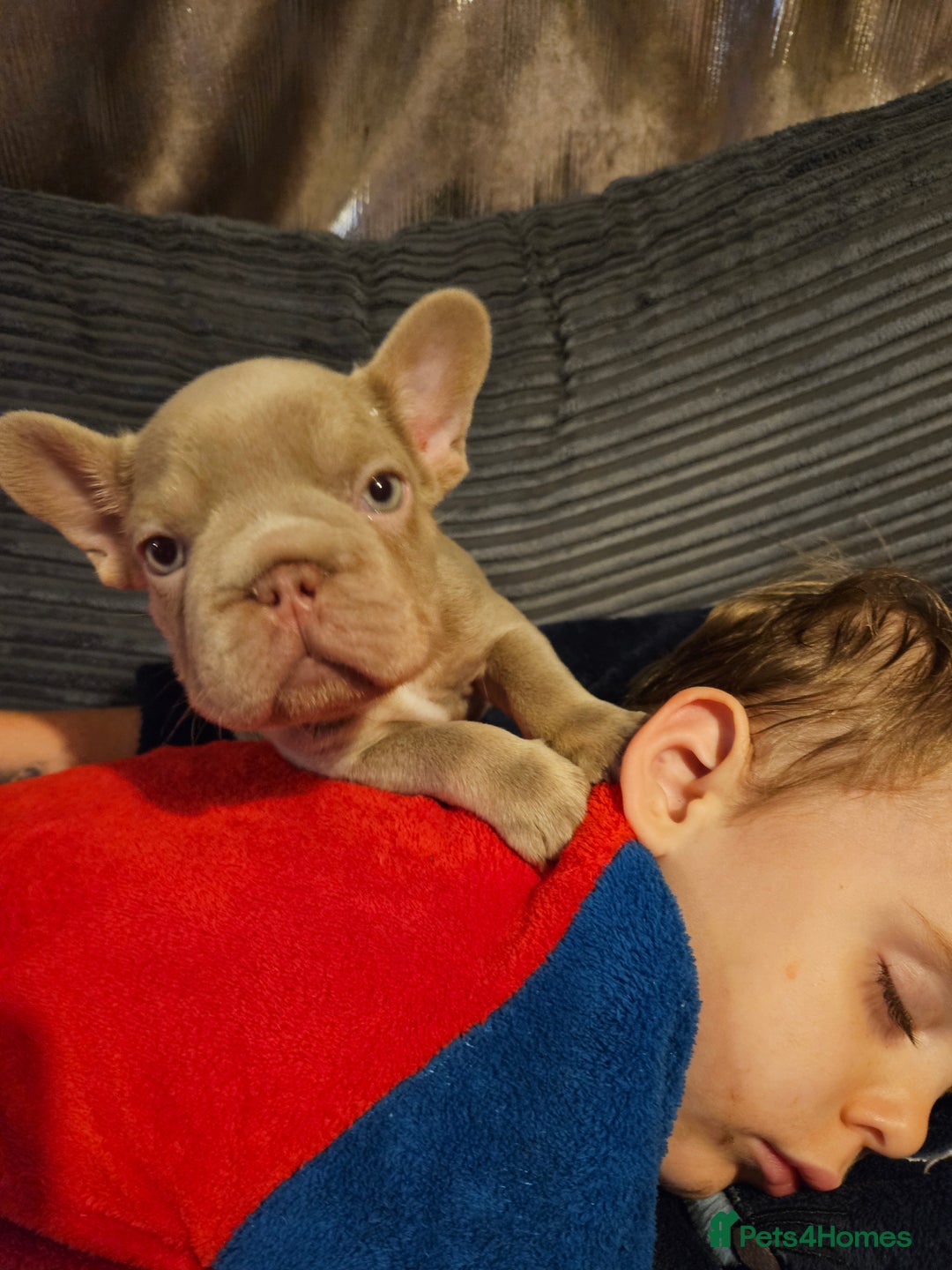 French Bulldog dogs for sale: KC French bulldogs READY FOR THEIR FOREVER HOME 💙 - Advert 28