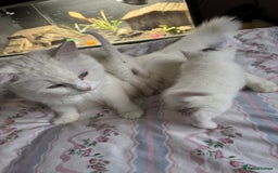 Ragcoon cats for sale: Kittens for sale  - Image 14