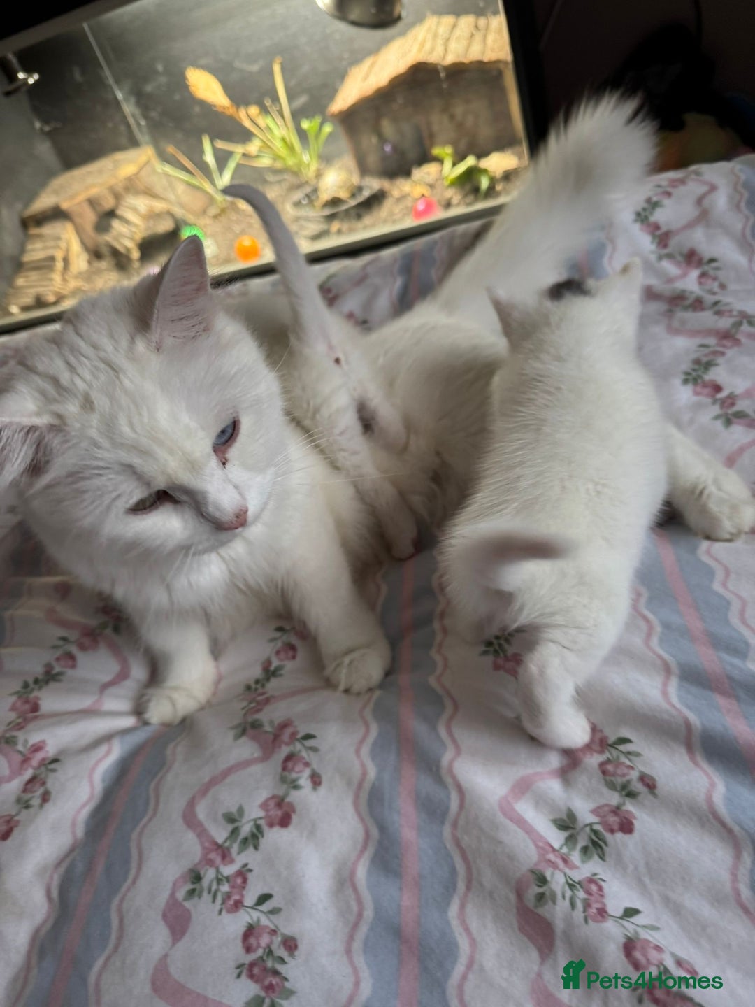 Ragcoon cats for sale: Kittens for sale  - Image 14