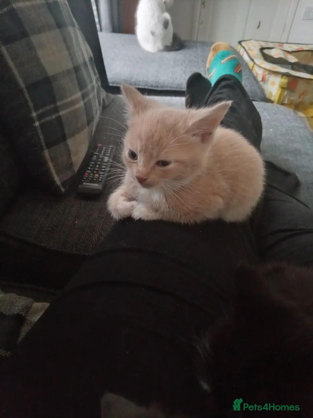 Mixed Breed cats for sale: Ginger male and black female  - Advert 2