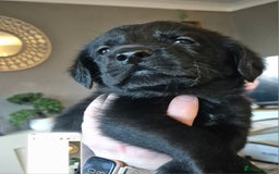 Borador dogs for sale: Border collie cross labrador puppies - Image 1