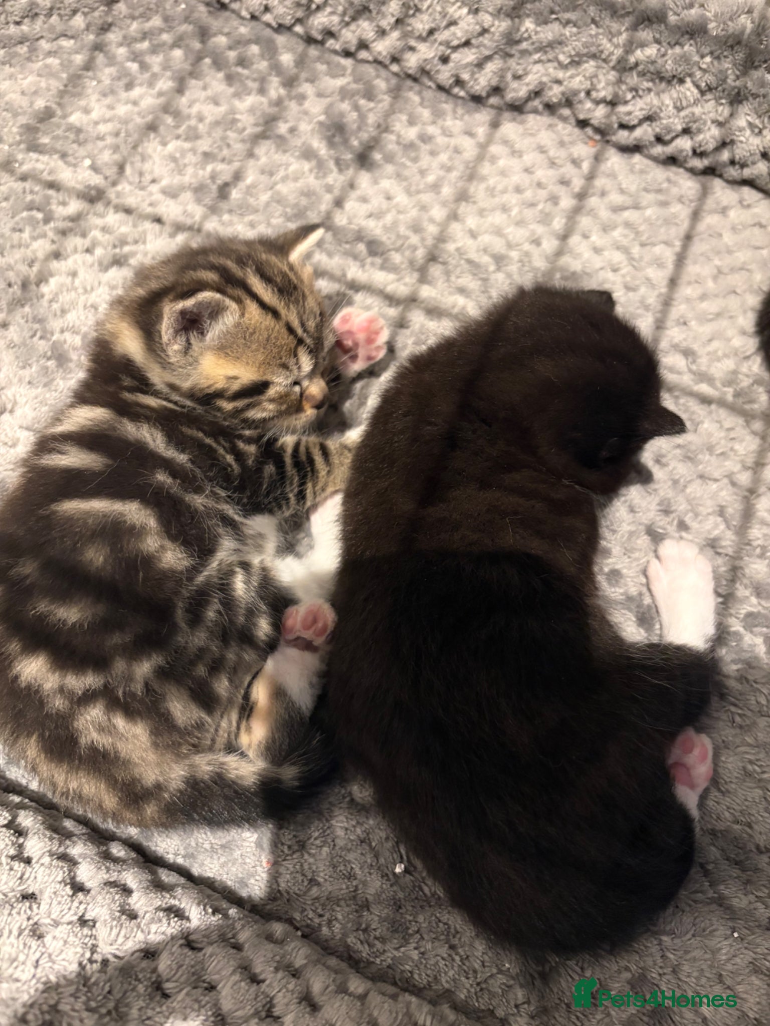 British Shorthair cats British shorthair kittens - Advert 7