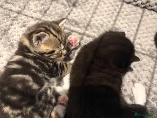 British Shorthair cats British shorthair kittens - Advert 7