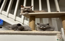 British Shorthair cats for sale: AVAILABLE NOW! British blue and kittens in Bracknell - Image 6