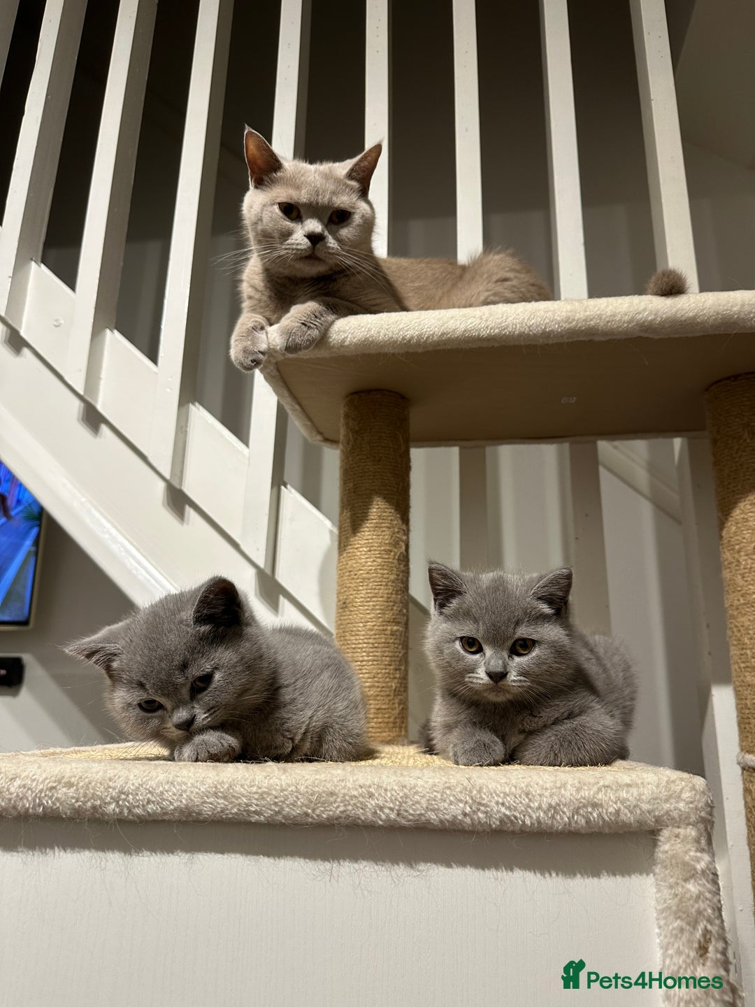 British Shorthair cats for sale: AVAILABLE NOW! British blue and kittens in Bracknell - Image 6