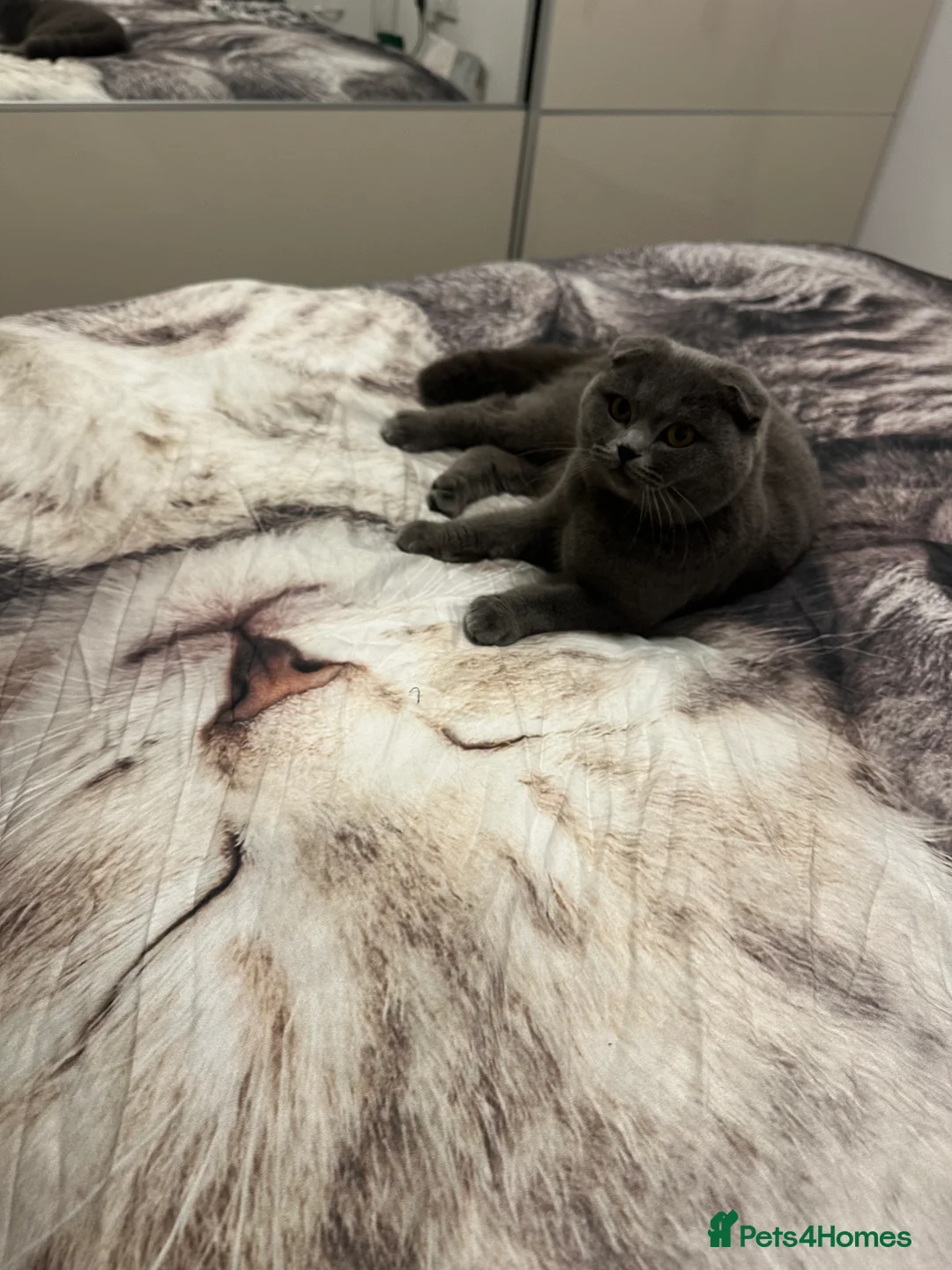 British Shorthair cats for stud: British shorthair  in Nottingham - Advert 12