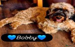 Cockapoo dogs for sale: F2 Cockapoo Puppies - Advert 13