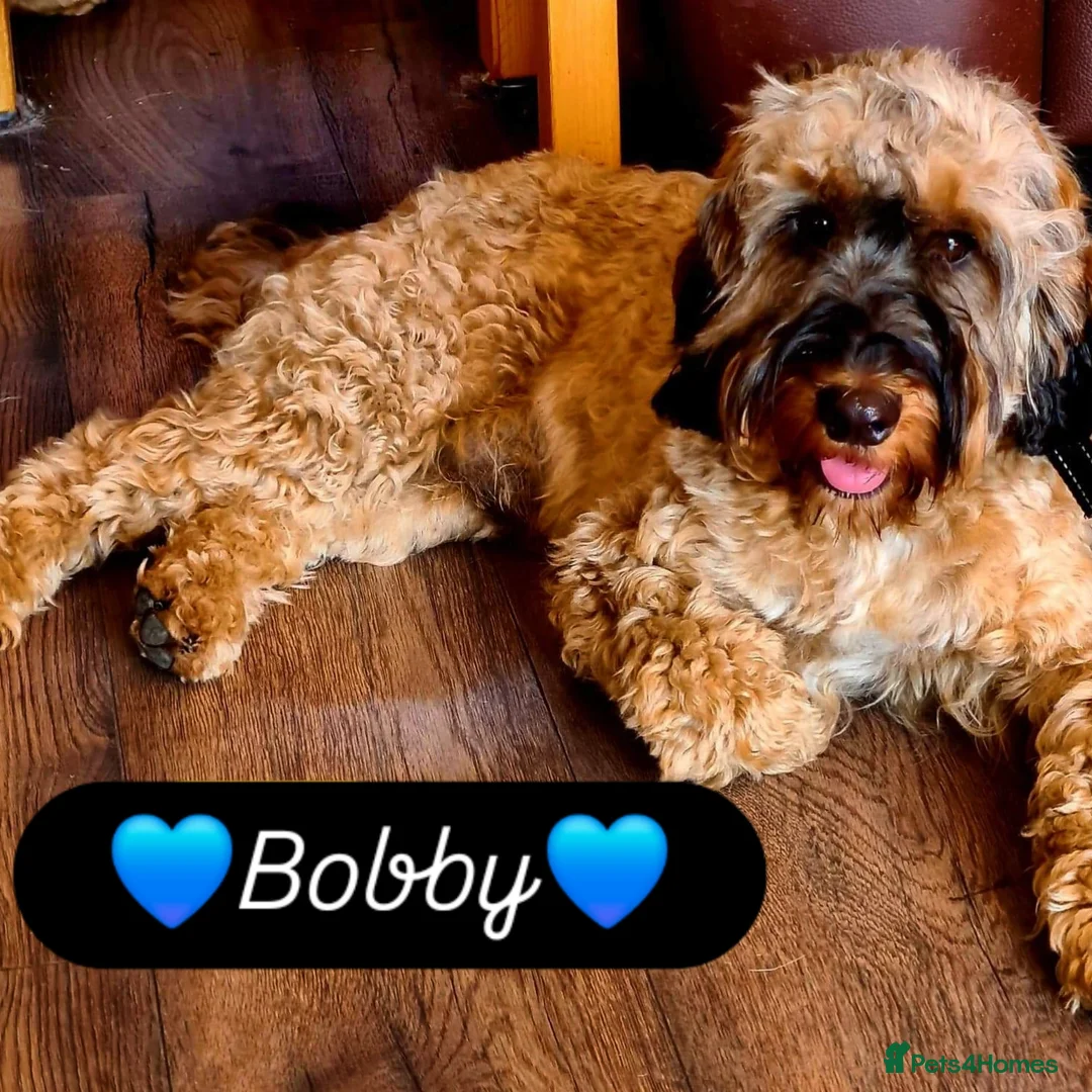 Cockapoo dogs for sale: F2 Cockapoo Puppies - Advert 13