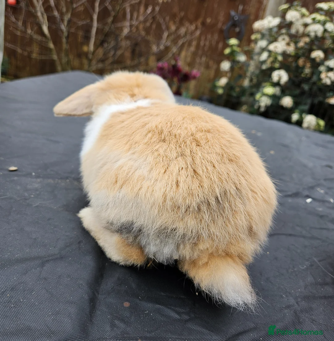 Mini Lop rabbits for sale: Baby mini lop boy  - Advert 2