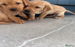Labrador Retriever dogs for sale: Red fox labradors - Image 3