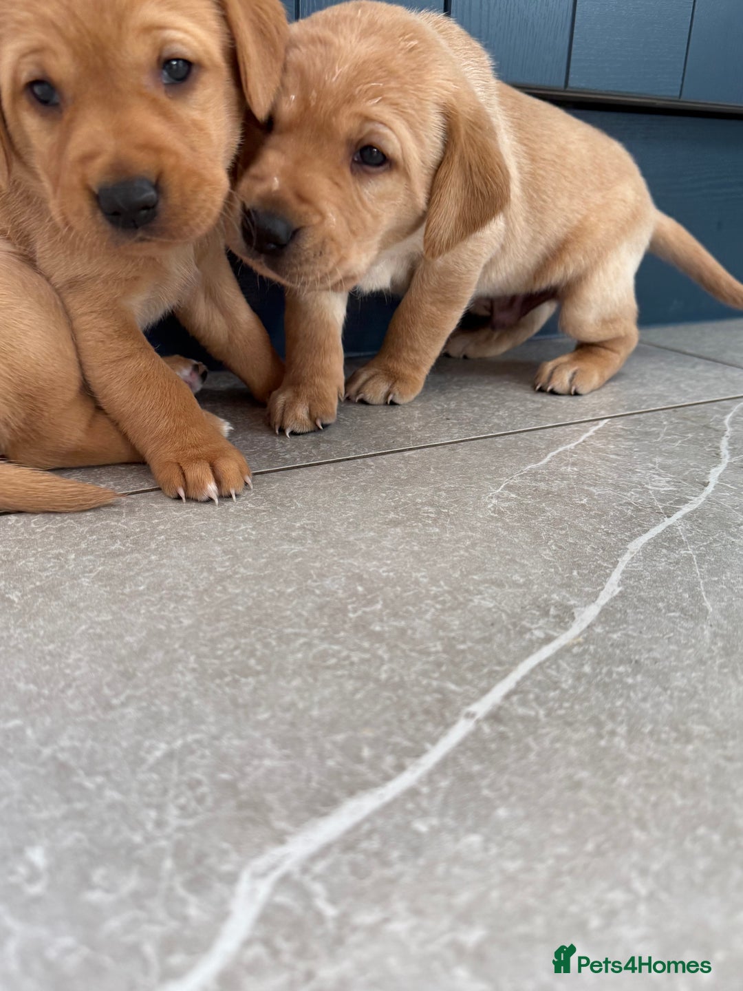 Labrador Retriever dogs for sale: Red fox labradors - Image 3