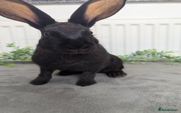English Spot rabbits for sale: Old English spots ready to go to their new homes  - Image 6