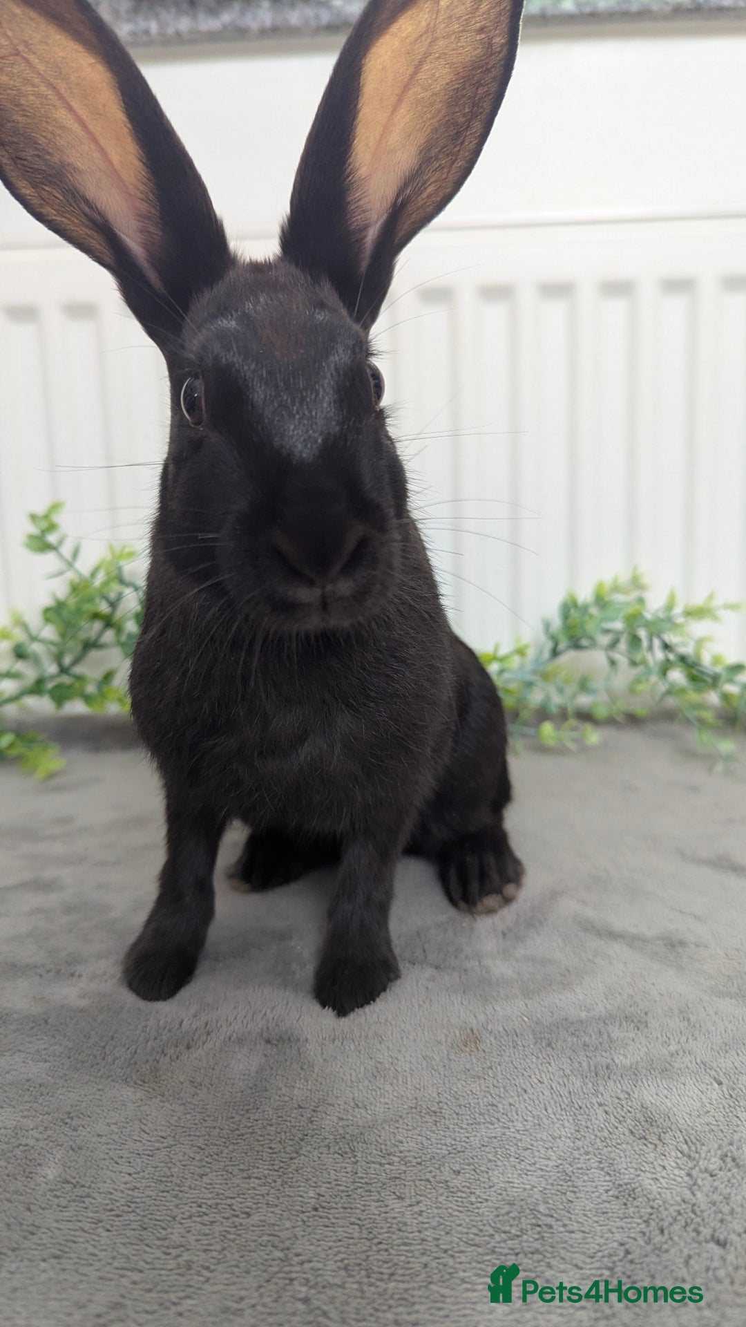 English Spot rabbits for sale: Old English spots ready to go to their new homes  - Image 6
