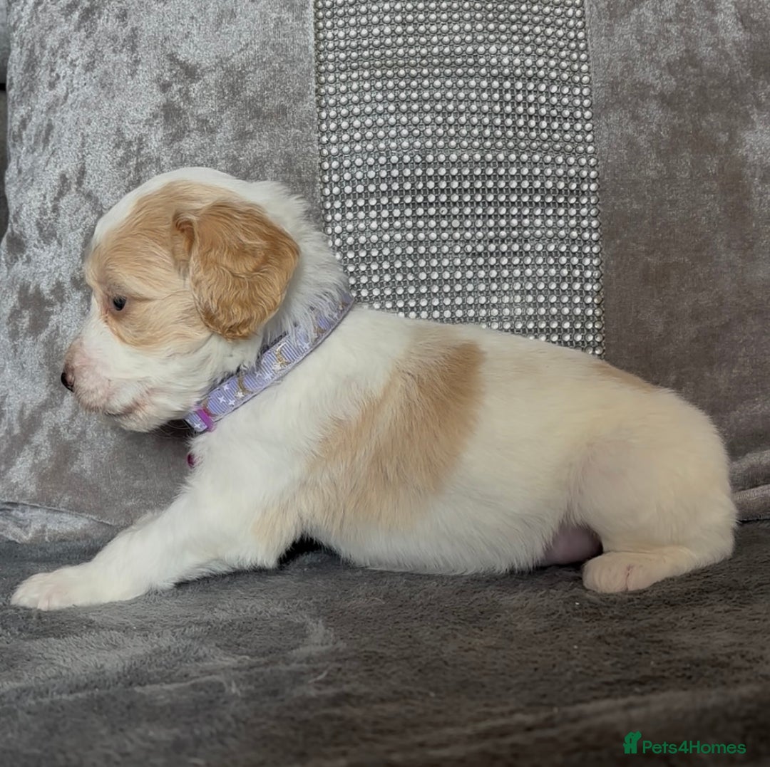 Cockapoo dogs for sale: stunning cockapoo puppies  - Image 12