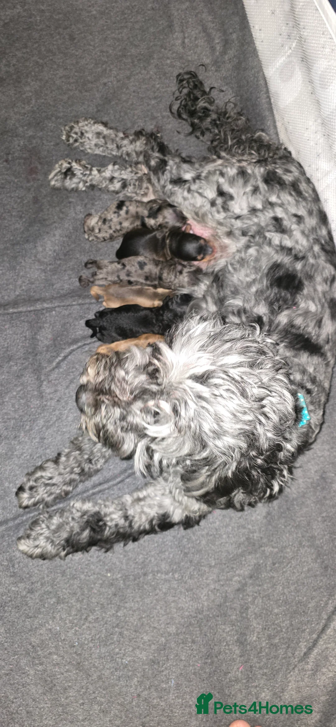 Toy Poodle dogs for stud: toy poodle short notice DNA clear PRA in Nottingham - Advert 22