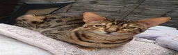 Savannah cats for sale: Buddy 4 year old Male S7 Savannah - Advert 1
