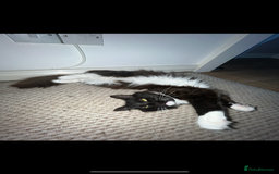 Ragdoll cats for sale: Ragdoll cross for loving home - Advert 2