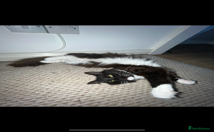 Ragdoll cats Ragdoll cross for loving home - Advert 1