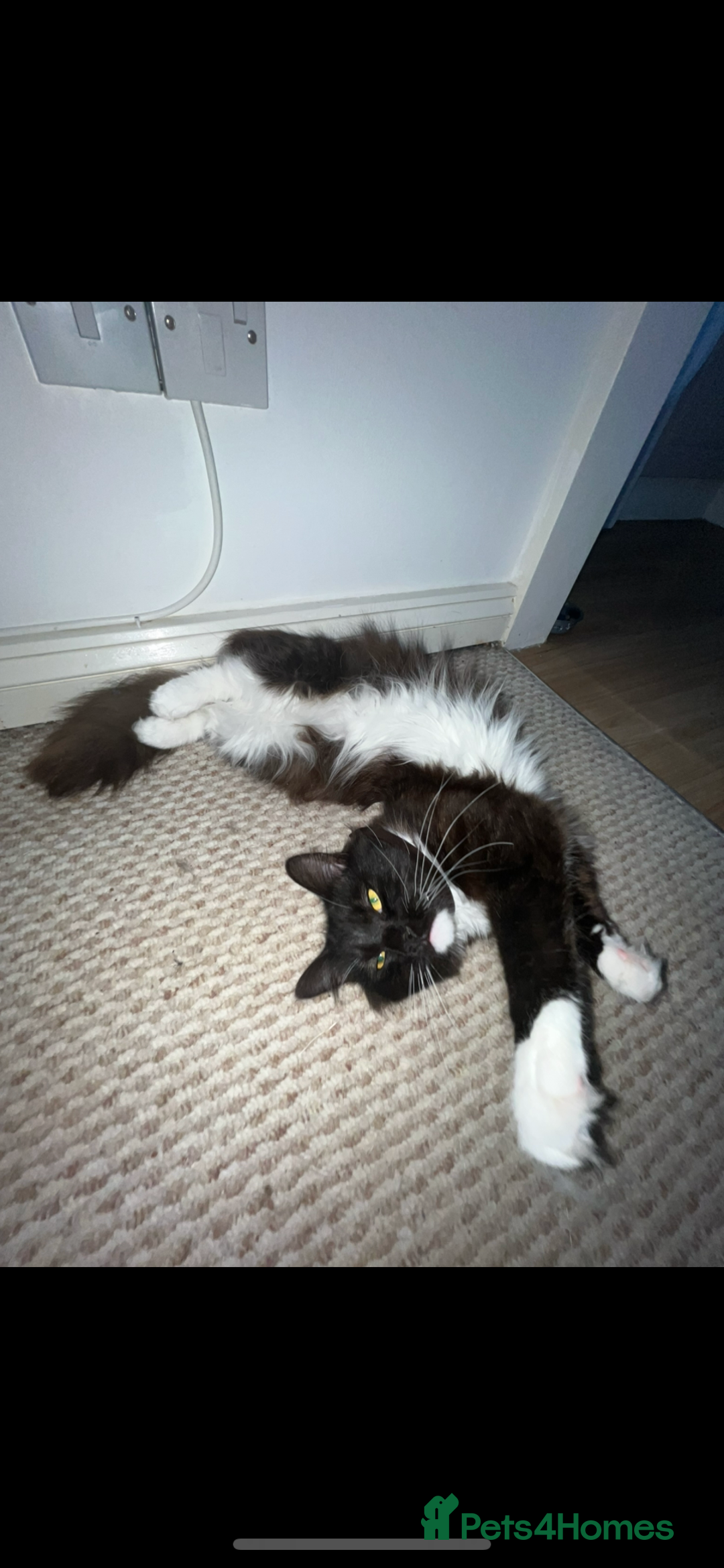 Ragdoll cats for sale: Ragdoll cross for loving home - Advert 2