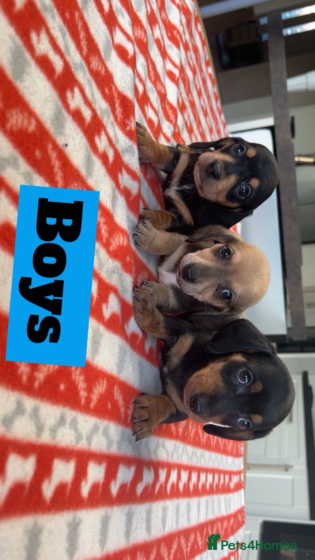 Miniature Dachshund dogs ***mini dachshunds *** - Advert 8