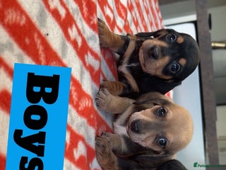 Miniature Dachshund dogs ***mini dachshunds *** - Advert 8