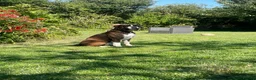 Boxer dogs for stud: Health tested proven boy for stud - Advert 9