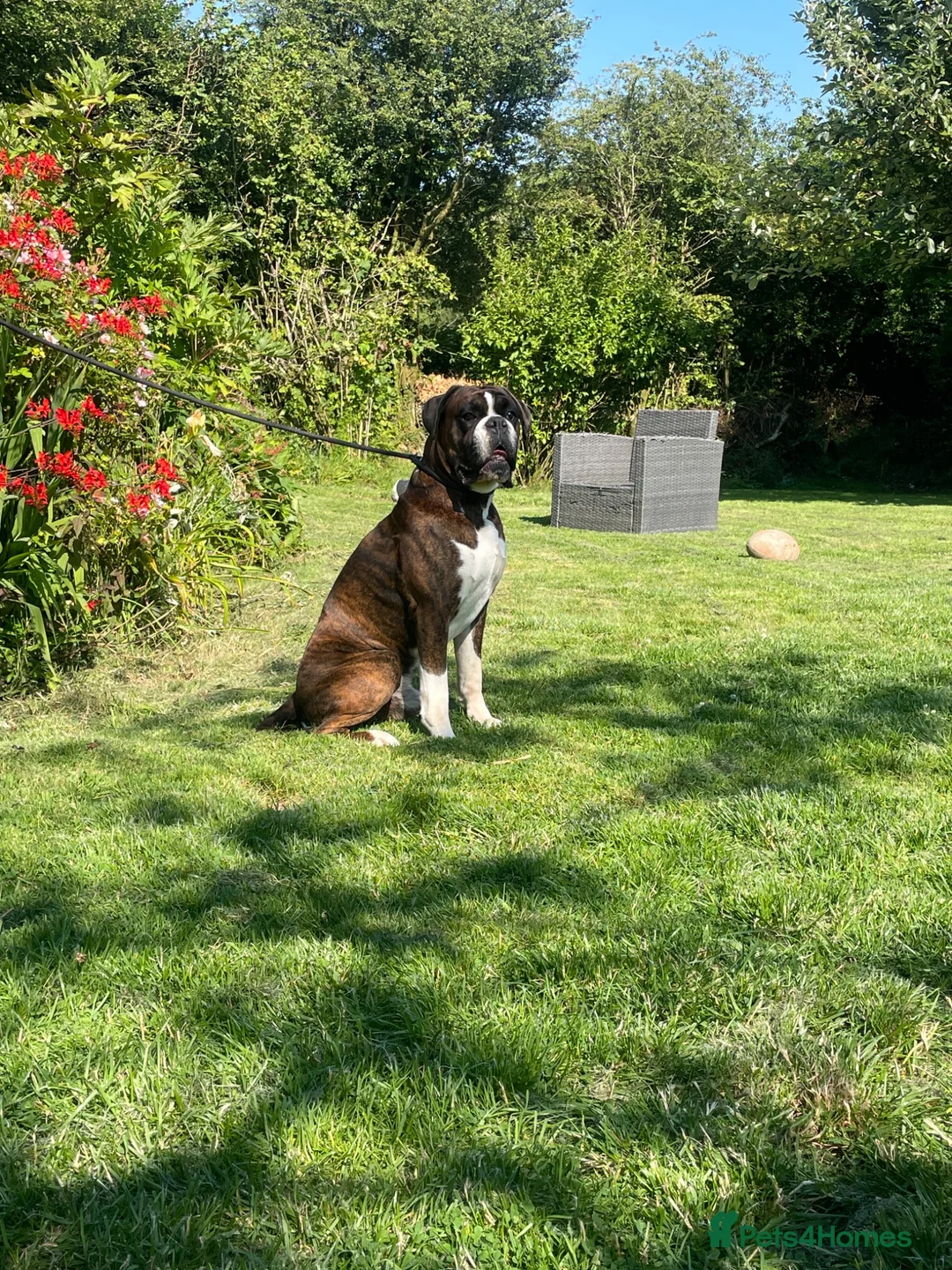 Boxer dogs for stud: Health tested proven boy for stud - Advert 9