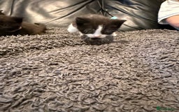 British Shorthair cats for sale: Stunning British Shorthair X Kittens  - Image 12