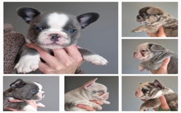 French Bulldog dogs for sale: Husky Panda Koi Frenchie = last 3 ready next week - Image 1