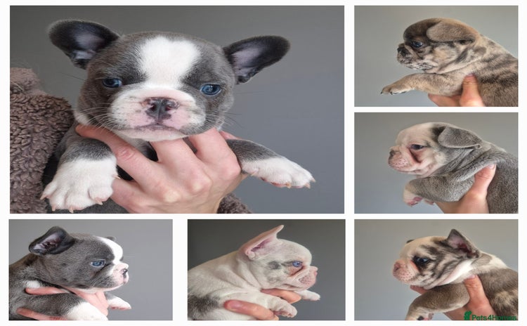 French Bulldog dogs - Advert 9