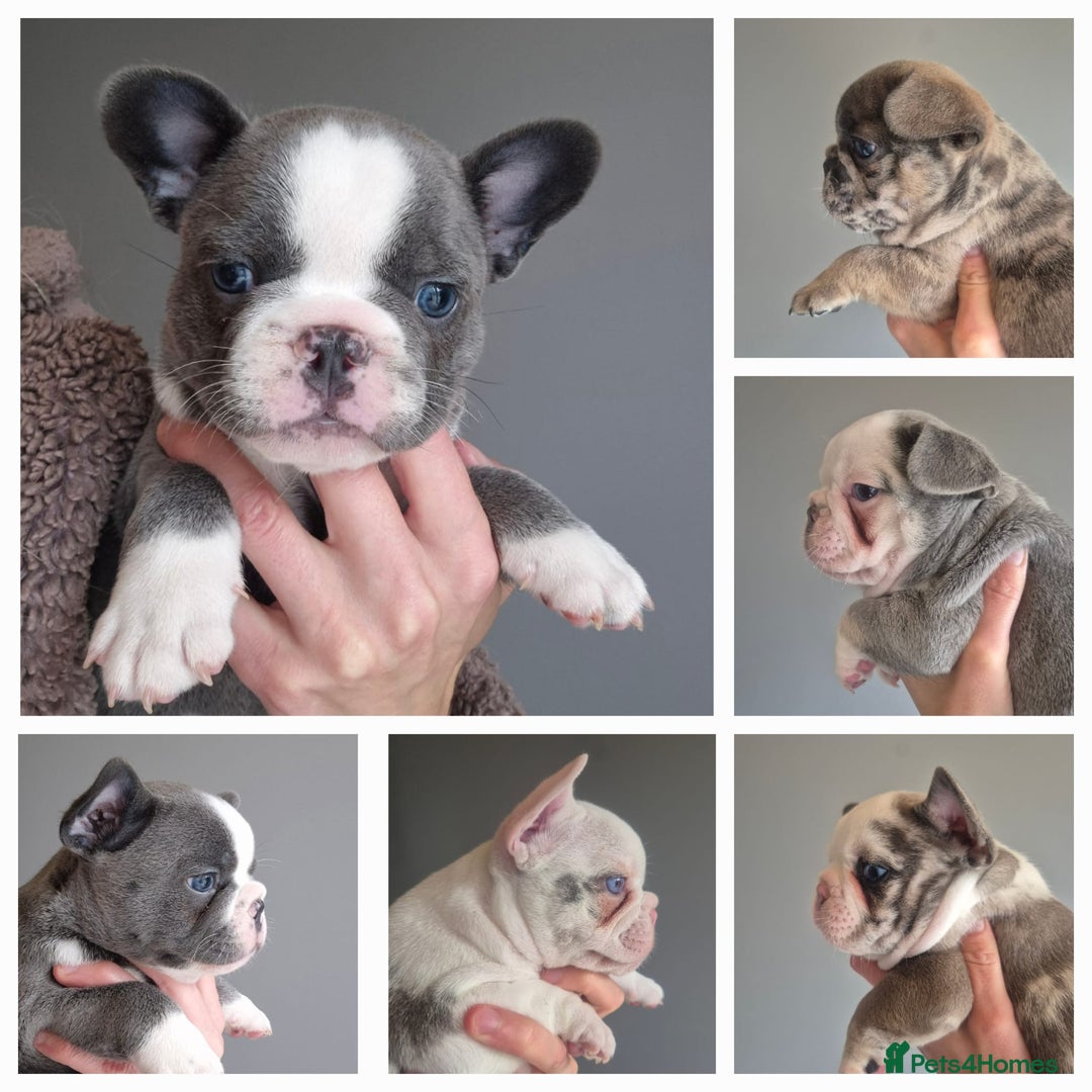 French Bulldog dogs for sale: Husky Panda Koi Frenchie = last 3 ready next week - Image 1
