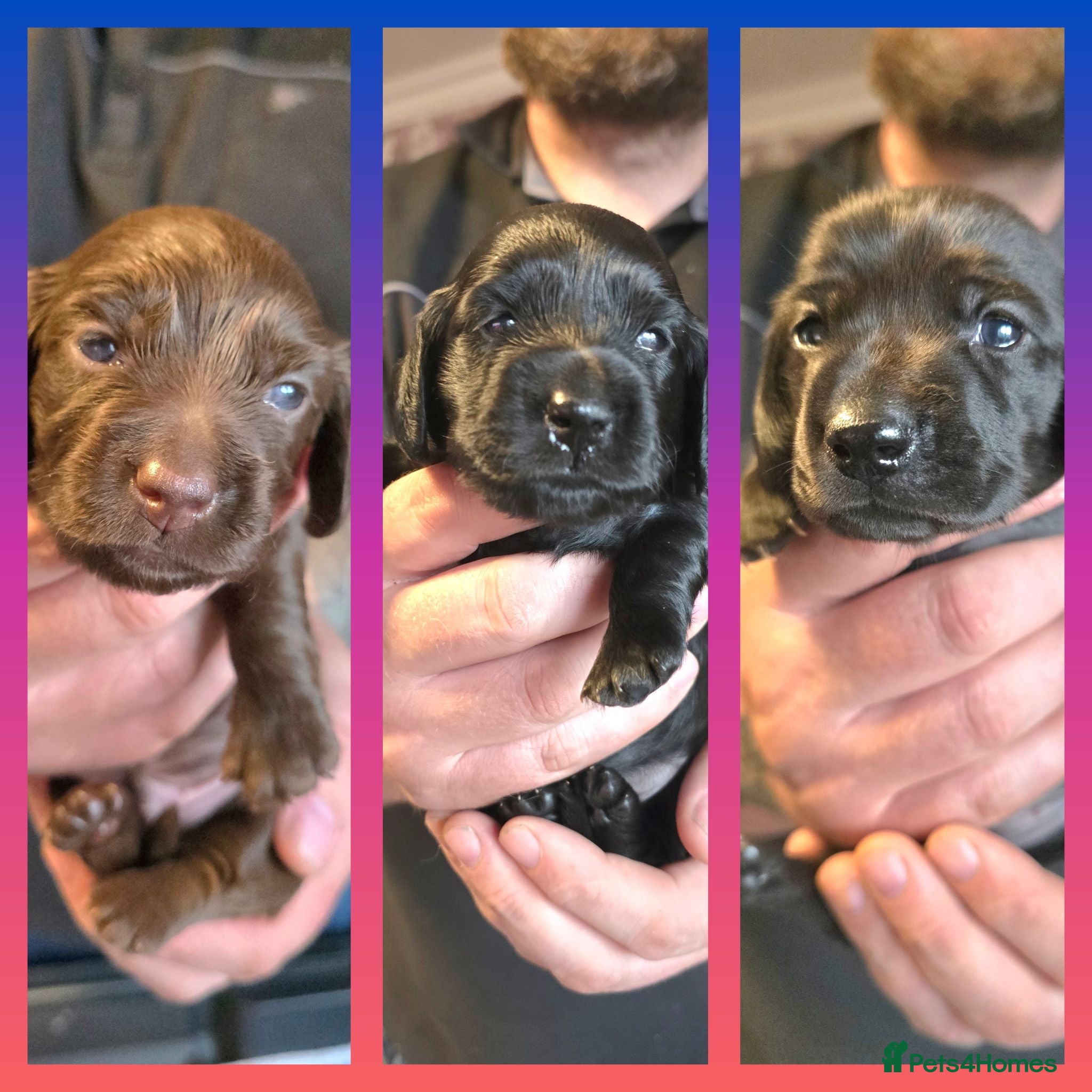 Miniature Dachshund dogs ✨️RARE SOLID COLOURS✨️ MINI DACHSHUND PUPPIES  - Advert 1