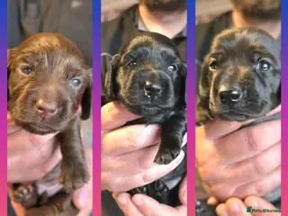 Miniature Dachshund dogs ✨️RARE SOLID COLOURS✨️ MINI DACHSHUND PUPPIES - Advert 2