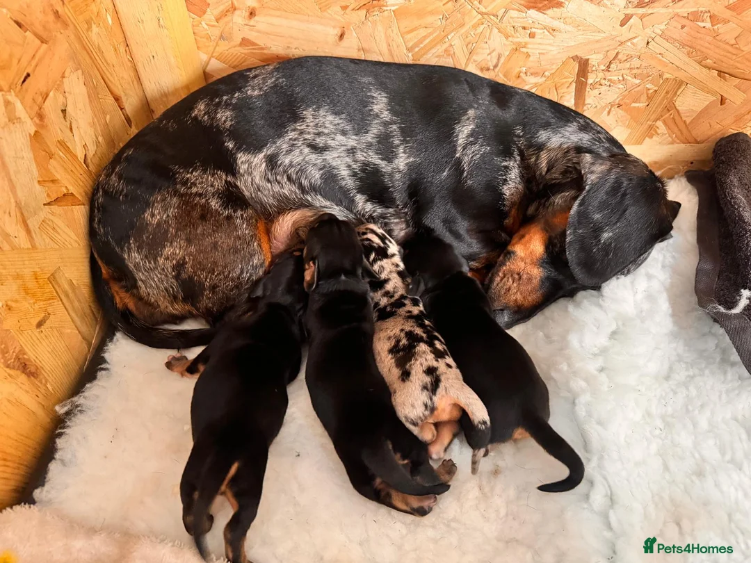 Miniature Dachshund dogs for sale: Shorthaired miniature dachshunds in Glenrothes - Advert 1